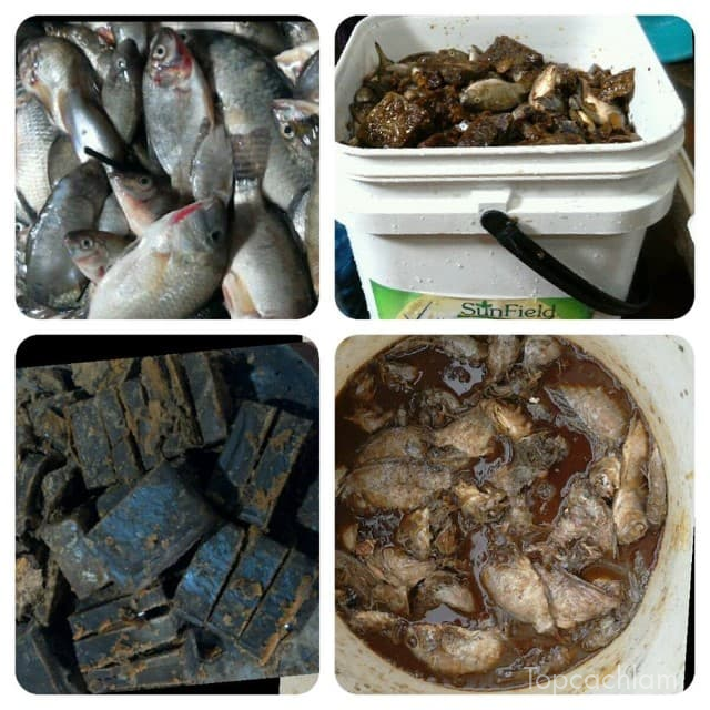 ủ cá làm thức ăn chăn nuôi, cách ủ cá, hướng dẫn bạn cách ủ cá làm thức ăn trong chăn nuôi