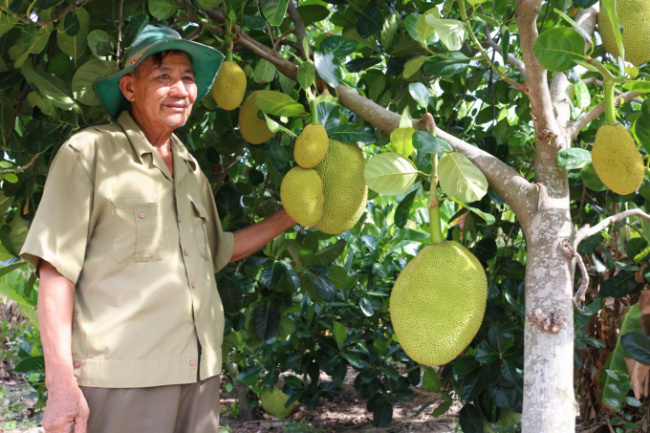 trang trại cây ă n quả, cây ăn quả, trồng cây ăn quả nào cho trang trại thu lợi nhuận cao