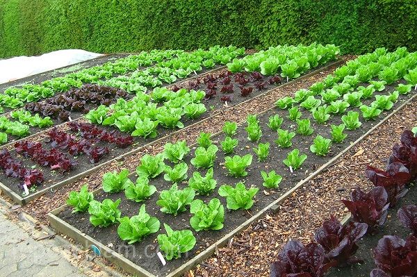 cách chăm sóc rau sau khi trồng, cách chăm sóc rau, cách chăm sóc rau sau khi trồng đúng kỹ thuật nhất