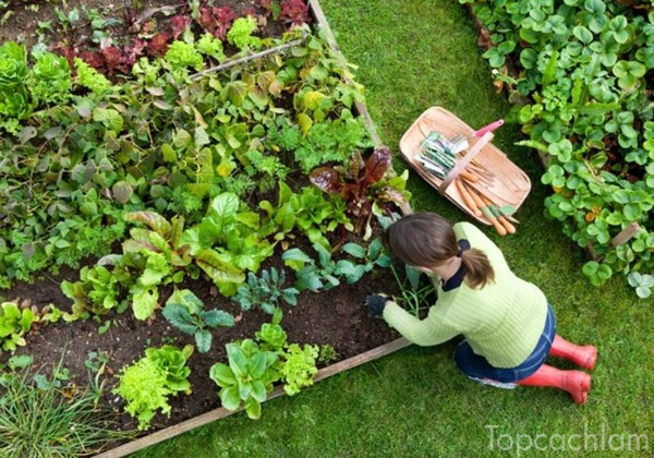 Cách làm vườn giúp bạn có khu vườn tươi tốt