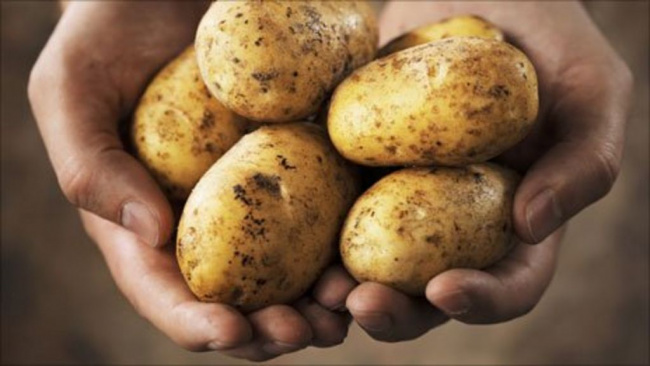 cách trồng khoai tây, cách trồng khoai, cách trồng khoai tây cực đơn giản từ củ mọc mầm ngày tại nhà