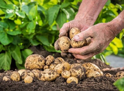 cách trồng khoai tây, cách trồng khoai, cách trồng khoai tây cực đơn giản từ củ mọc mầm ngày tại nhà