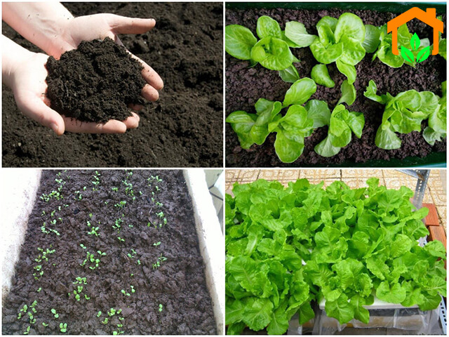 cách trồng rau xà lách, cách trồng rau, mách bạn cách trồng rau xà lách trong thùng xốp dễ dàng tiện lợi