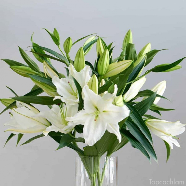 hoa đẹp chưng tết, hoa đẹp, top 6 loại hoa đẹp cho ngày tết thêm sắc màu