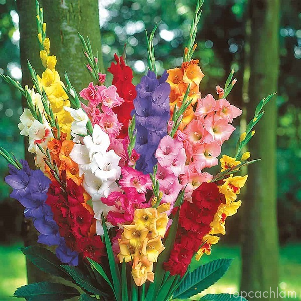 hoa đẹp chưng tết, hoa đẹp, top 6 loại hoa đẹp cho ngày tết thêm sắc màu