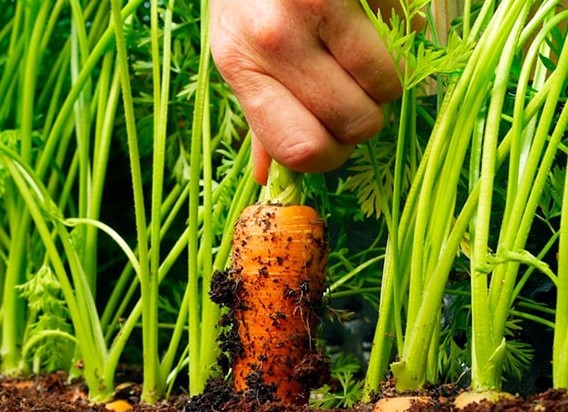 hạt giống cà rốt, hạt giống, hướng dẫn bạn cách gieo trồng hạt giống cà rốt