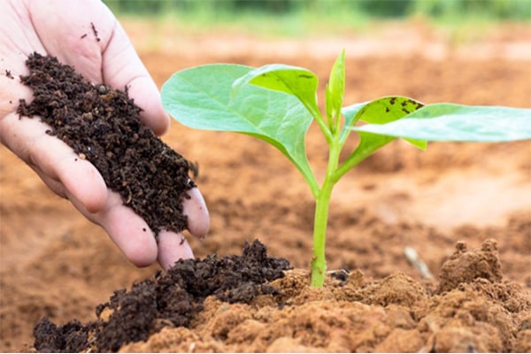 cách ủ đất trồng rau, cách trồng rau, cách ủ đất để trồng rau thêm hiệu quả