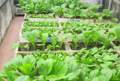 Cách trồng rau sạch đơn giản tại nhà đảm bảo nhanh chóng tiện lợi
