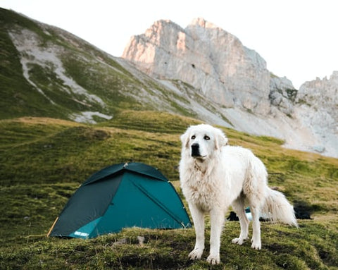 cắm trại cùng thú cưng: bạn đã thử chưa?