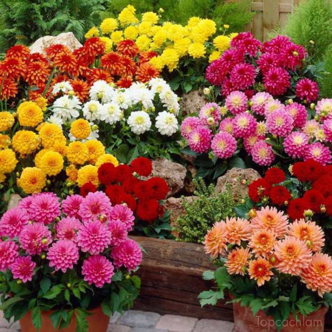 trồng hoa, loại hoa dễ trồng, cách làm vườn, top 5 loại hoa dễ trồng cho người mới bắt đầu