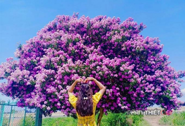 Cây hoa bằng lăng đẹp nhất Việt Nam ở Bình Thuận
