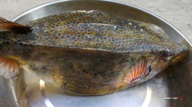 cá bò hòm – nguồn gốc và chế biến