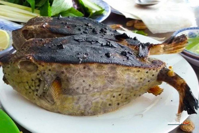 cá bò hòm – nguồn gốc và chế biến