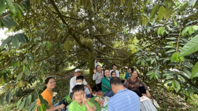 Durian garden with 300 trees attracts customers in the West