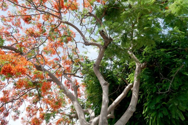 phoenix tree, vung tau, vung tau tourist, vungtau tourist, phoenix tree ‘half leaf, half flower’