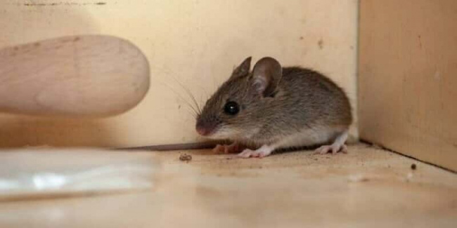 khác, đuổi chuột không dùng thuốc, đuổi chuột hiệu quả, cách đuổi chuột, những cách đuổi chuột hiệu quả không cần phải dùng thuốc