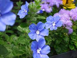 hoa trồng mùa hè, cách trồng hoa, cách làm vườn, những loại hoa trồng mùa hè được yêu thích nhất