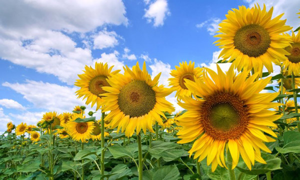 hoa trồng mùa hè, cách trồng hoa, cách làm vườn, những loại hoa trồng mùa hè được yêu thích nhất