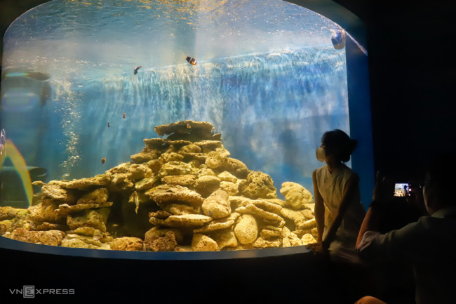 aquarium, aquarium institute, canh long mountain, nha trang, watch fish swim, aquarium in the tunnel through the mountain