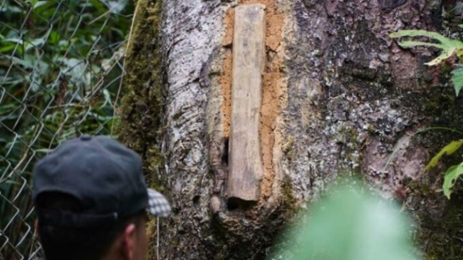 Cut tree stumps to ‘tend’ wild bees to make nests