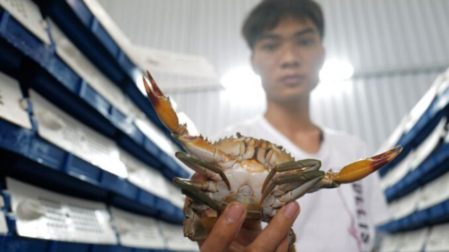 The first person in Hanoi to raise sea crabs in the house
