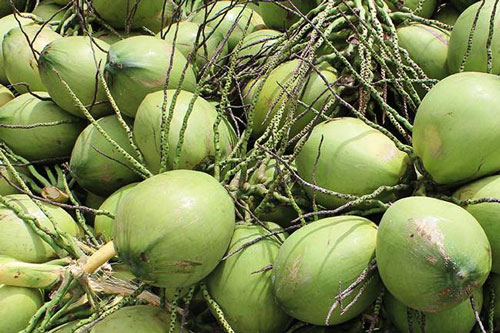 nước dừa để qua đêm uống được không, cách bảo quản nước dừa, cách bảo quản, bảo quản nước dừa, mách bạn cách bảo quản nước dừa đúng chuẩn nhất