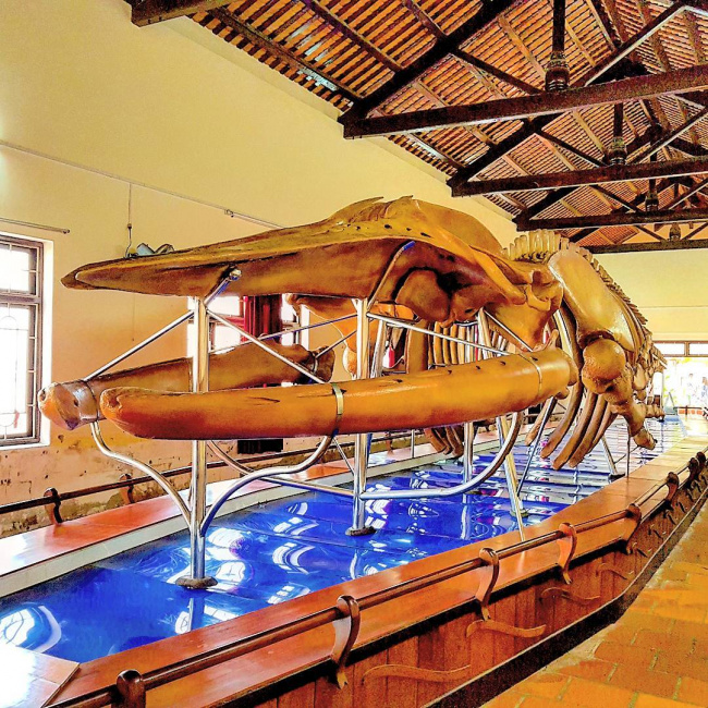 Dinh Vạn Thủy Tú nơi trưng bày bộ xương cá voi lớn nhất Việt Nam
