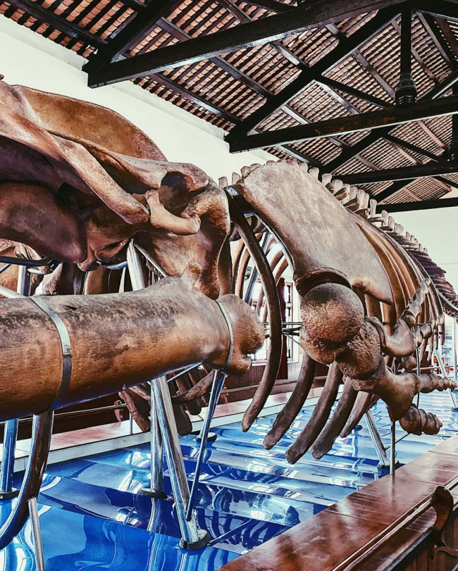 dinh vạn thủy tú nơi trưng bày bộ xương cá voi lớn nhất việt nam