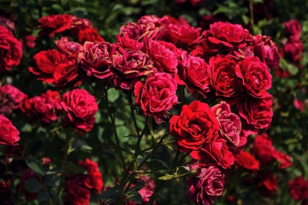 top 10 vườn hoa đà lạt xịn sò cho con dân sống ảo cực đẹp