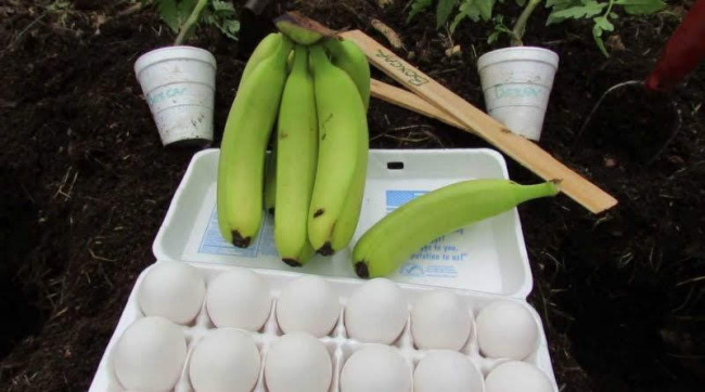 mẹo trồng rau tại nhà xanh tốt không cần phân bón, chỉ bằng chuối và trứng