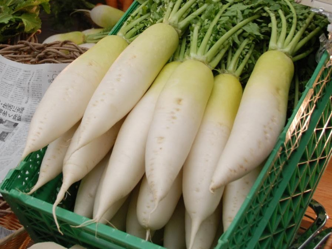 củ cải trắng được mệnh danh là “nhân sâm mùa đông”, duy trì sự tươi trẻ lại bảo vệ thận, trị táo bón