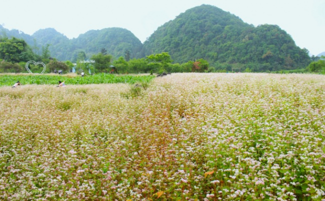 circuit triangle, ha giang, ha giang tourism, buckwheat flower out of season in ha giang
