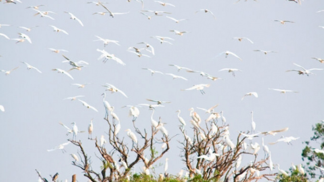 The kingdom of storks in Hai Duong