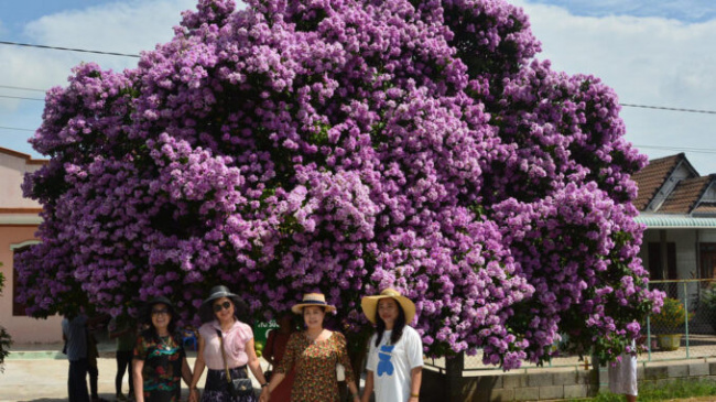The ‘divine’ mausoleum tree in Binh Thuan has blossomed