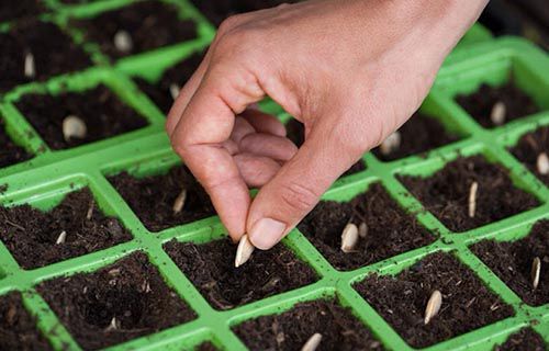 phương pháp trồng cây, cách trồng cây, cách làm vườn, 5 phương pháp trồng cây phổ biến nhất hiện nay