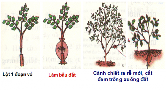 phương pháp trồng cây, cách trồng cây, cách làm vườn, 5 phương pháp trồng cây phổ biến nhất hiện nay