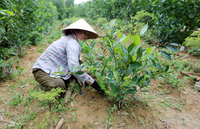 duc phu tea tree, quang nam, restore delicious tea varieties, restoration of tea varieties in the french period
