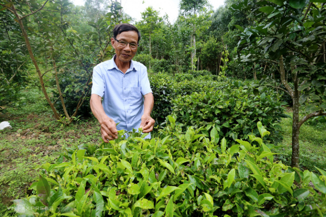 duc phu tea tree, quang nam, restore delicious tea varieties, restoration of tea varieties in the french period