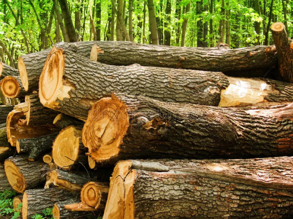 11 đơn vị cung cấp gỗ sồi tự nhiên chất lượng nhất tại tphcm