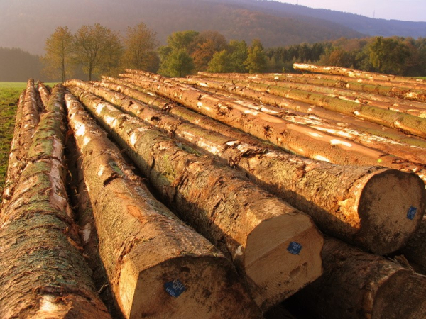 11 đơn vị cung cấp gỗ sồi tự nhiên chất lượng nhất tại tphcm