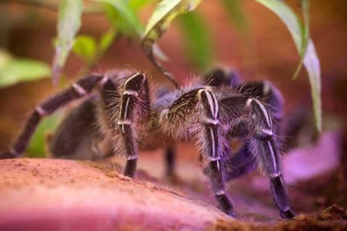 10 loài nhện khổng lồ nhất thế giới