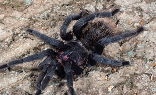 10 loài nhện khổng lồ nhất thế giới