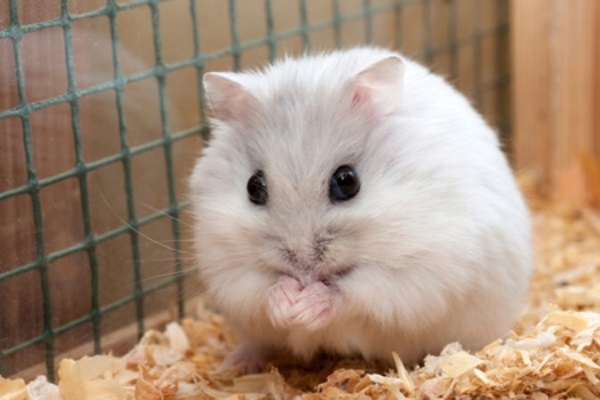 Cách nuôi chuột hamster cho người mới
