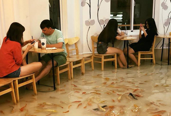 10 quán cafe cá koi tphcm lạ mắt thích hợp thư giãn cuối tuần