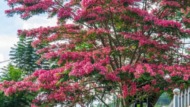 Pink phoenix blooms on the mountain town of Da Lat