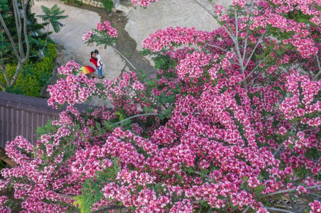 da lat, lam dong, visit dalat, pink phoenix blooms on the mountain town of da lat