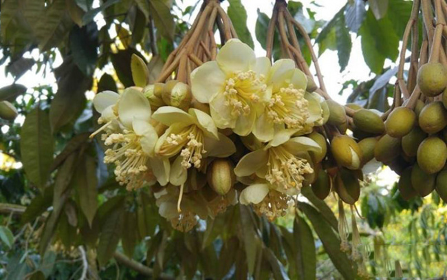 seven thao durian garden, travel time, western specialties, western travel, what month is the durian season? delicious durian gardens in the west forgot the way back