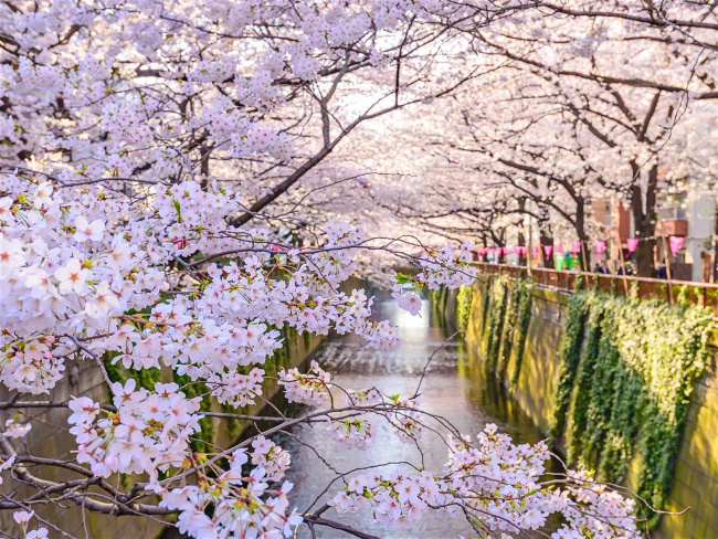 Khám phá lễ hội hoa anh đào Hanami - Nhật Bản