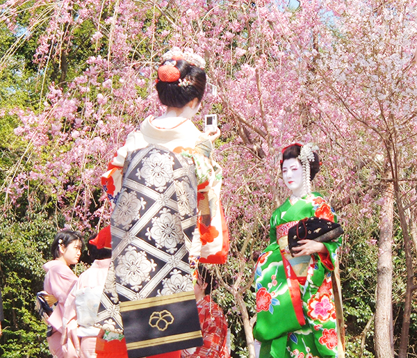 khám phá lễ hội hoa anh đào hanami - nhật bản
