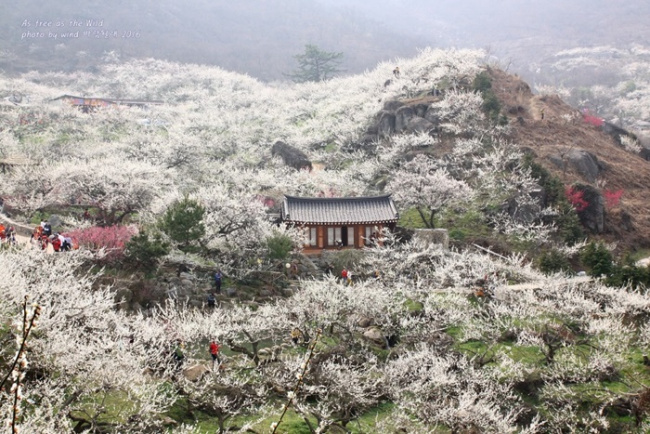 Mùa xuân Hàn Quốc - Mùa khoe sắc của các loài hoa